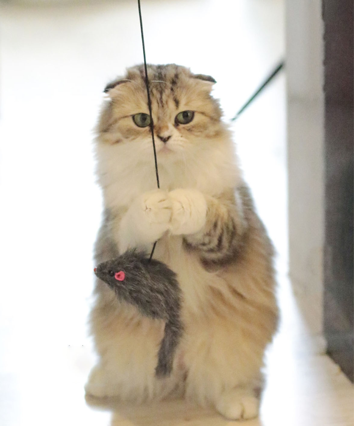 Hanging Mouse Interactive Indoor Cat Toys
